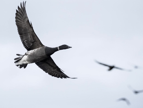 Brant Goose Watching on Vancouver Island